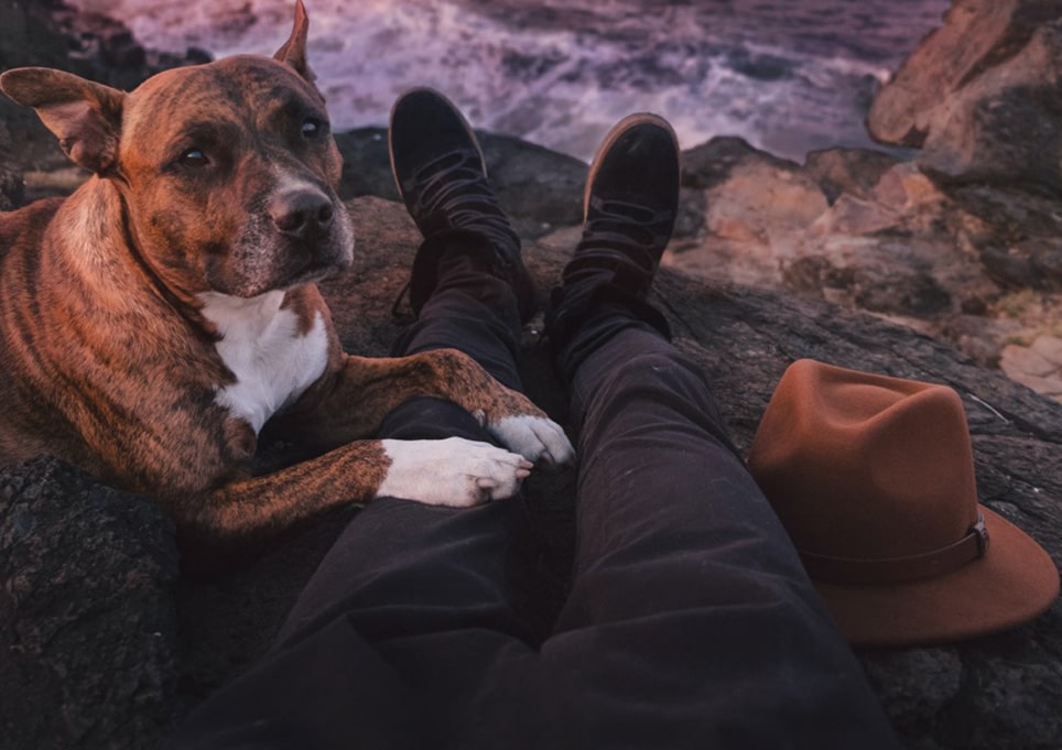 Dogs in Therapy