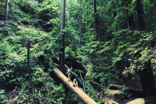 forest bathing