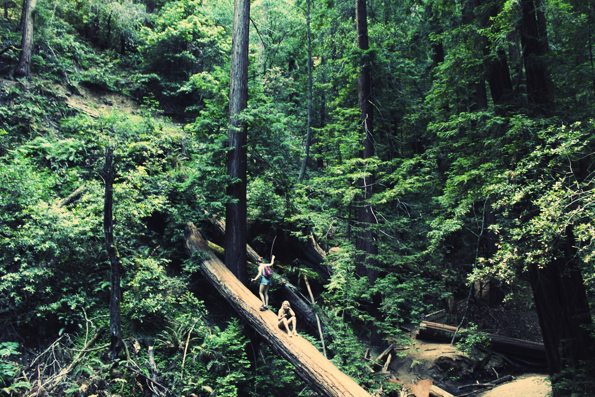 forest bathing
